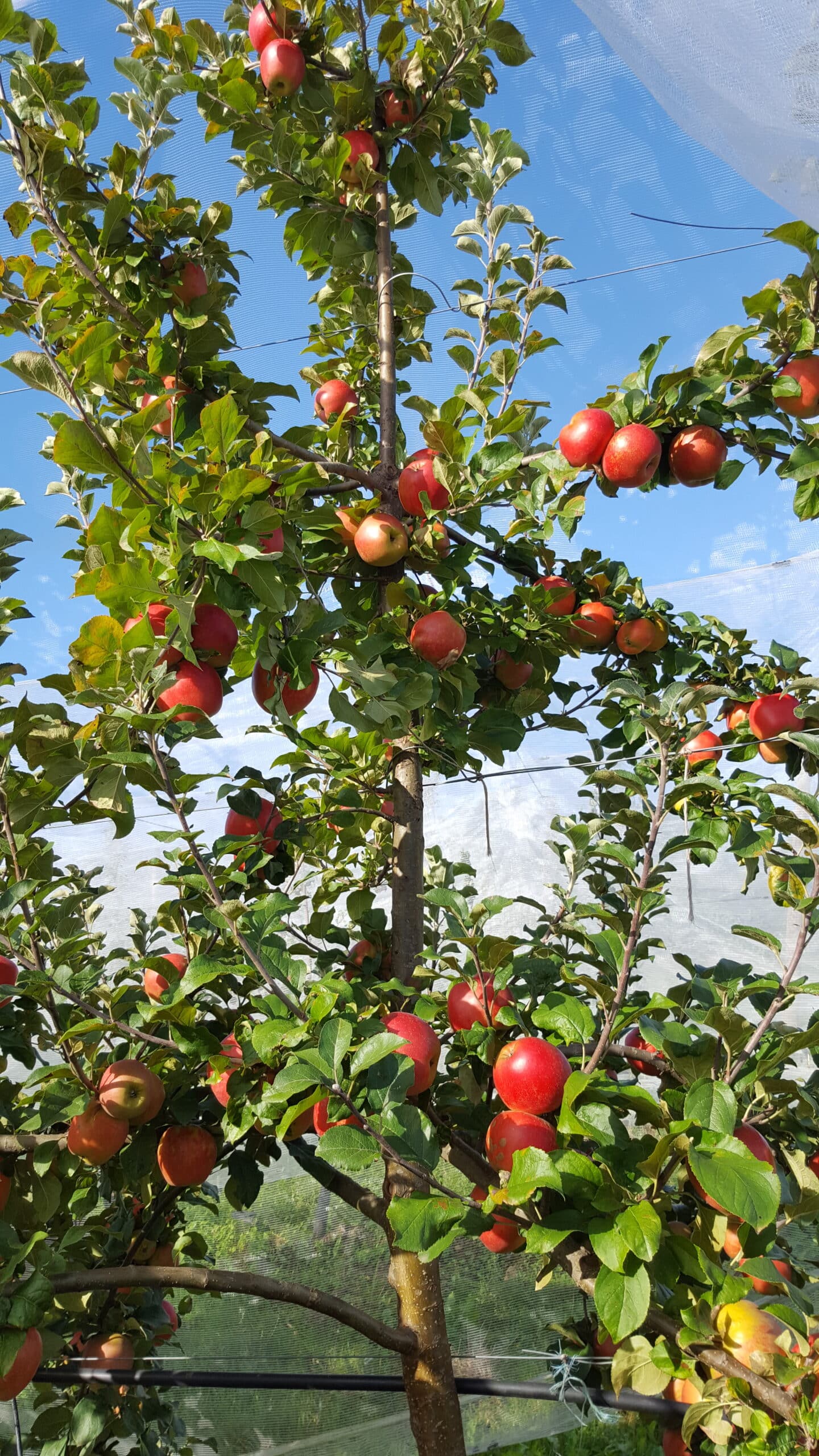 Pommes-Jubilé-dans-arbre Pommes Jubilé dans l'arbre
