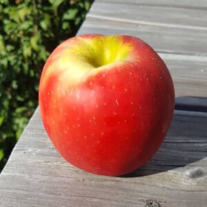 Pommes Jubilé bio