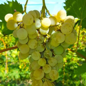 Raisin bio local dattier de saint Vallier