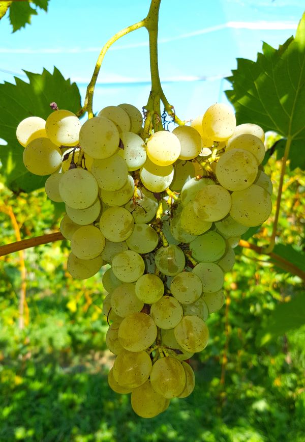 Raisin-Dattier-de-saint-vallier-dans-arbre_s Raisin bio local dattier de saint Vallier
