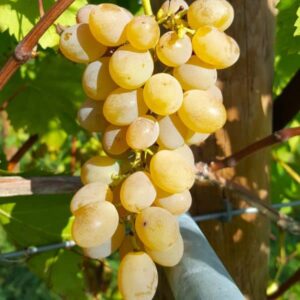 Raisin Blanc tardif