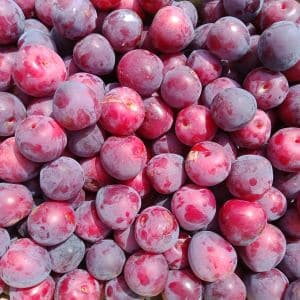 Prune_Héléna_Bio_S Prunes Héléna en cagette