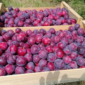 Prune_Héléna_Cagette_Bio_S Prunes Héléna en cagette