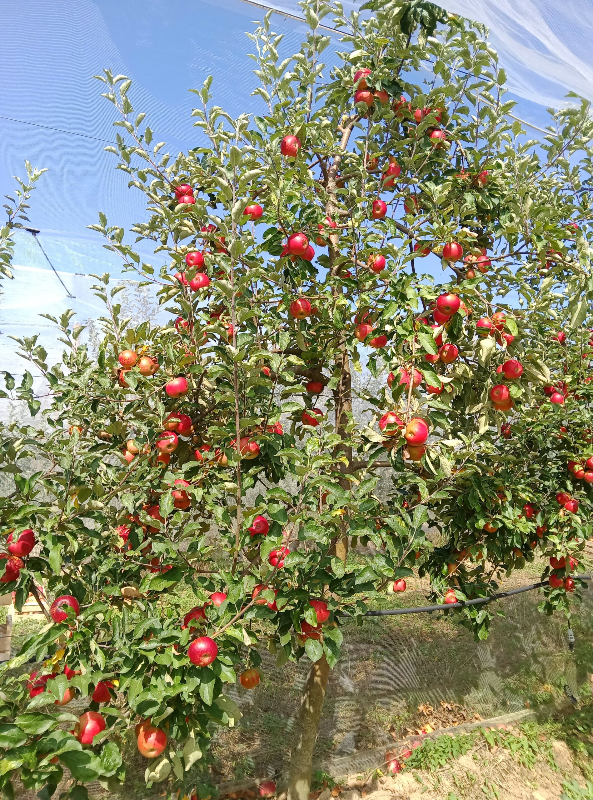 Akane_arbre_avec_pommes Pommier akane avant récolte