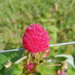 Framboise Héritage