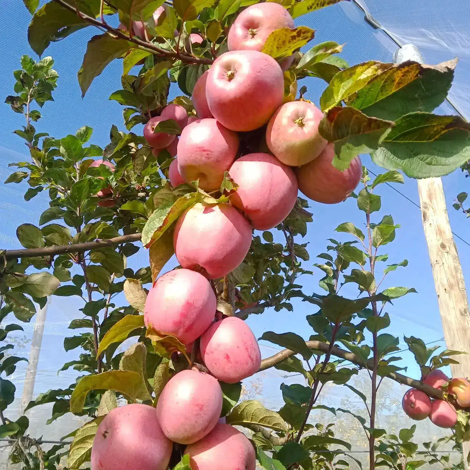 Pomme_JoliBois_grappeS Grappe de pommes jolibois